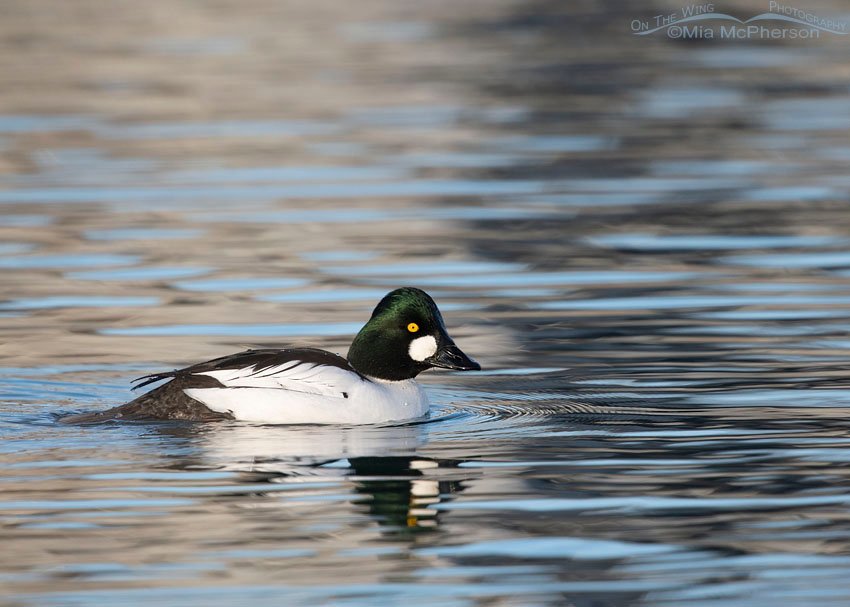 Drake Common Goldeneye gliding by on a winter day, Salt Lake County, Utah