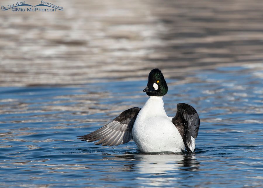 Drake Common Goldeneye wing flap after chasing away an intruder, Salt Lake County, Utah