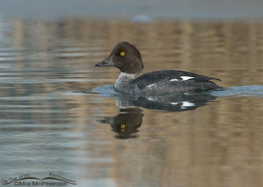 Common Goldeneye female, Salt Lake County, Utah