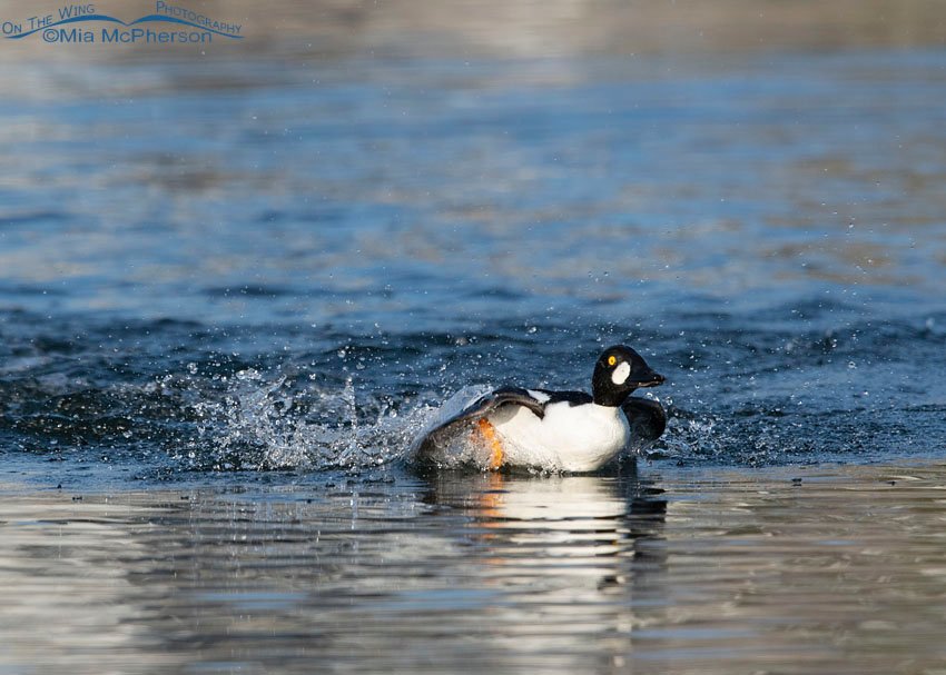 Drake Common Goldeneye at the end of a chase, Salt Lake County, Utah