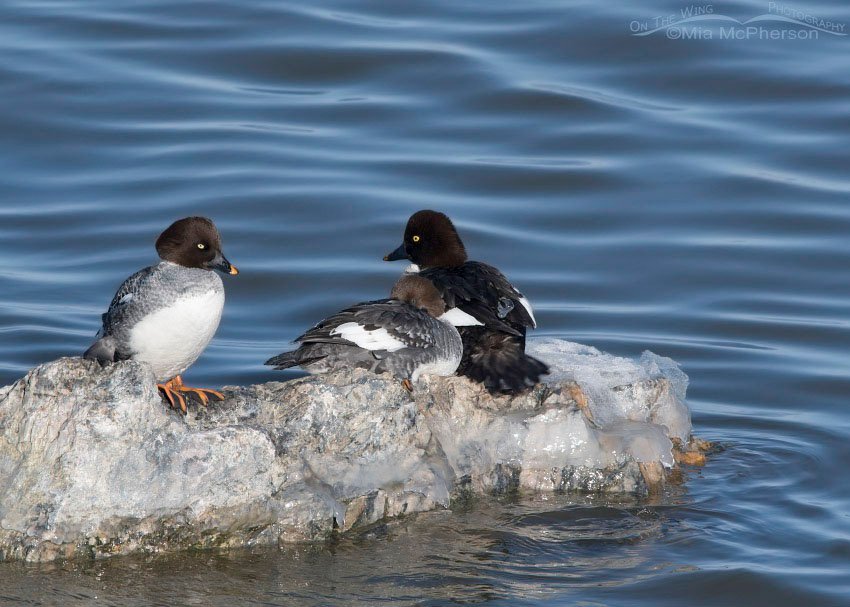 Three Common Goldeneye on an icy rock in the Great Salt Lake, Antelope Island State Park, Davis County, Utah