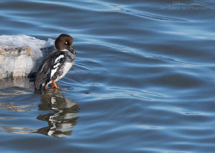 Common Goldeneye female in winter, Antelope Island State Park, Davis County, Utah