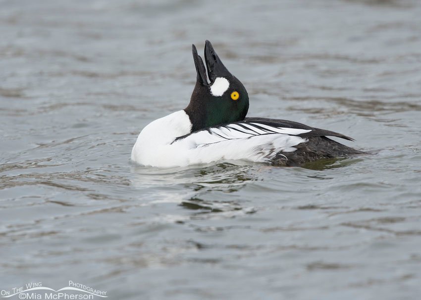 Drake Common Goldeneye courtship display - Head-throw, Salt Lake County, Utah