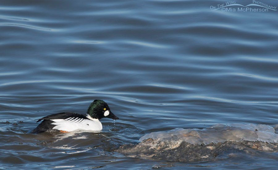 Male Common Goldeneye feeding in the Great Salt Lake, Antelope Island State Park, Davis County, Utah