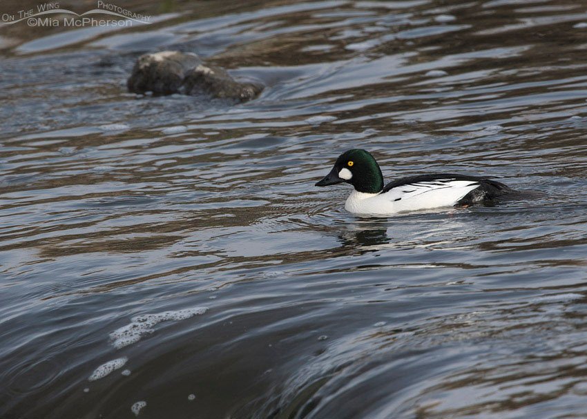 Drake Common Goldeneye on the Jordan River, Salt Lake County, Utah