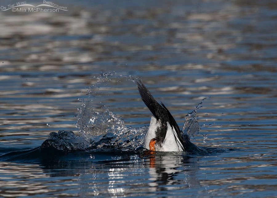 Diving Common Goldeneye drake - Splashing water, Salt Lake County, Utah