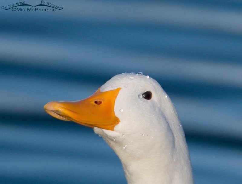 What the Duck? Salt Lake County, Utah
