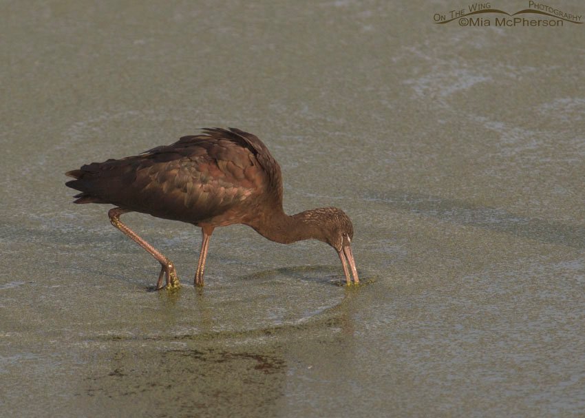 Glossy Ibis at the Celery Fields, Celery Fields, Sarasota County, Florida