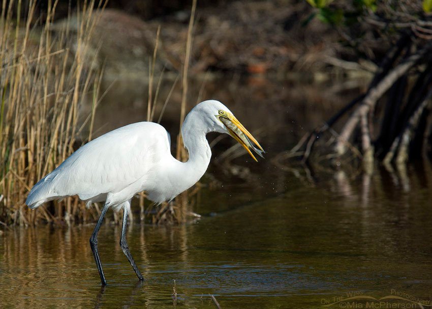 Great Egret with a fish that was too big, Fort De Soto County Park, Pinellas County, Florida