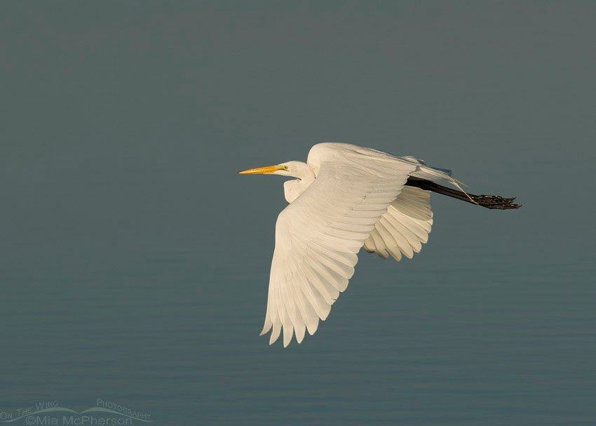 Great Egret in flight over North Beach lagoon, Fort De Soto County Park, Pinellas County, Florida