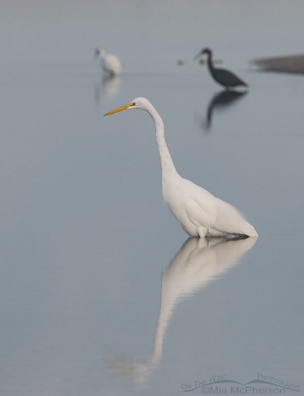 Great Egret and friends, Fort De Soto County Park, Pinellas County, Florida