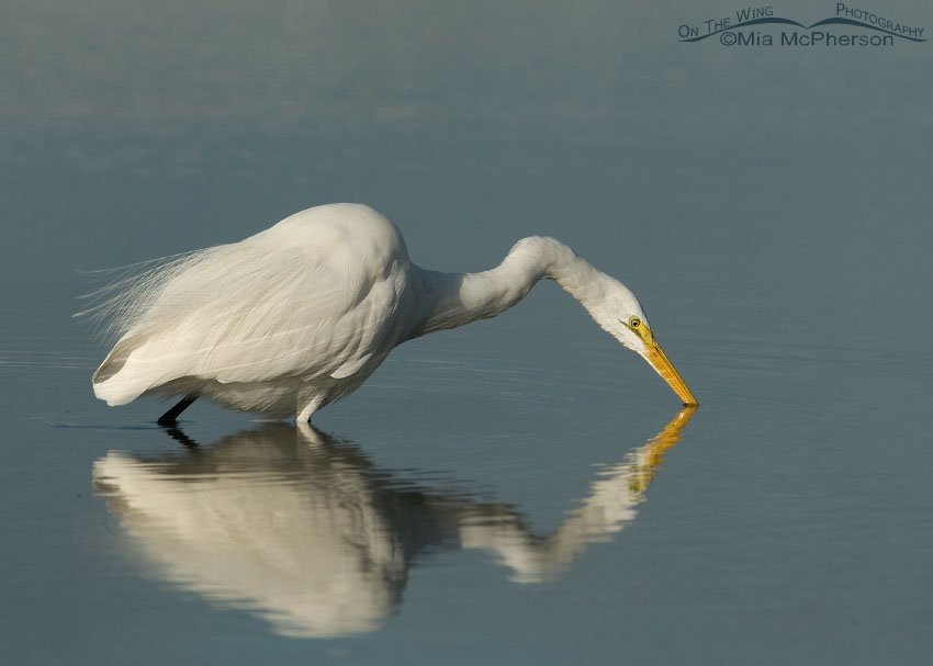 Great Egret hunting in a Florida lagoon, Fort De Soto County Park, Pinellas County, Florida