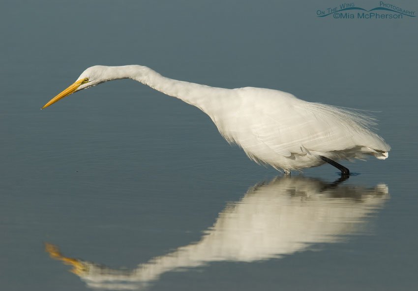 Great Egret hunting prey in a Florida lagoon, Fort De Soto County Park, Pinellas County, Florida