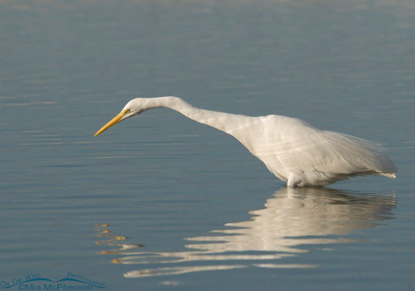 Great Egret stretching out to catch a fish, Fort De Soto County Park, Pinellas County, Florida