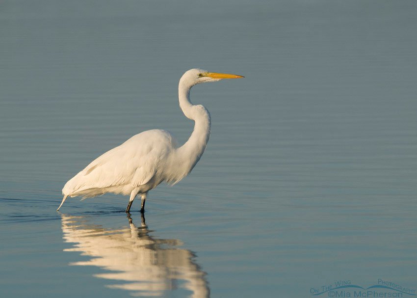 Great Egret hunting in Florida, Fort De Soto County Park, Pinellas County