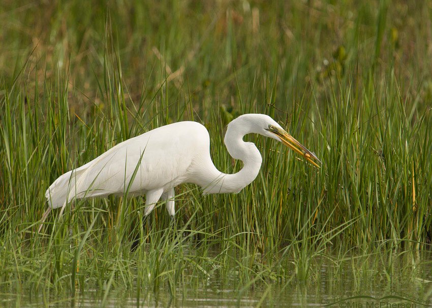 Great Egret in a marsh with prey, Fort De Soto County Park, Pinellas County, Florida