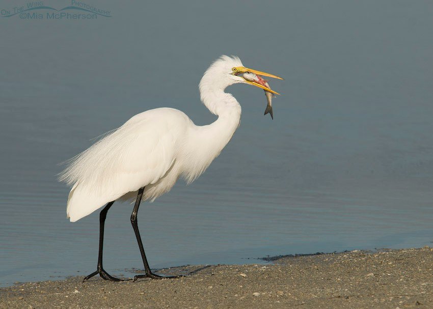 Great Egret eating a Mullet, Fort De Soto County Park, Pinellas County, Florida