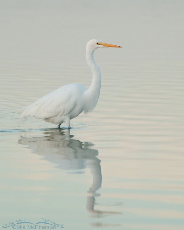 Great Egret in pastel predawn light, Fort De Soto County Park, Pinellas County, Florida