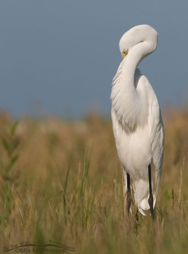 Great Egret with an eye on me, Fort De Soto County Park, Pinellas County, Florida