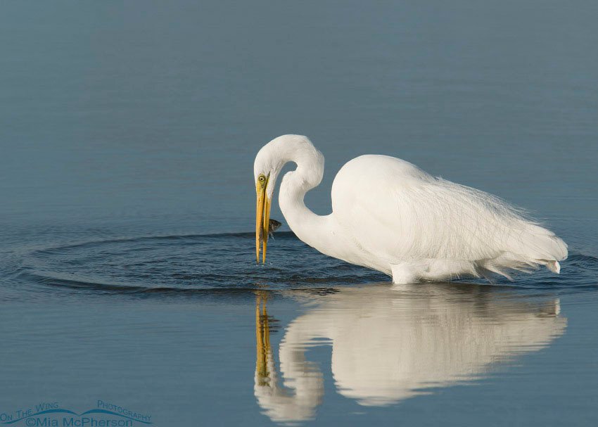 Great Egret with prey, Fort De Soto County Park, Pinellas County, Florida