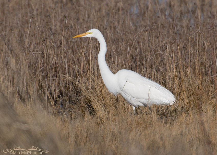 Great Egret stalking prey in a Utah marsh, Bear River Migratory Bird Refuge, Box Elder County, Utah
