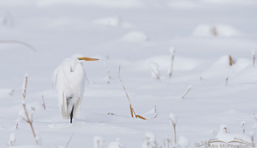 Great Egret resting in snow at Farmington Bay WMA in Davis County, Utah