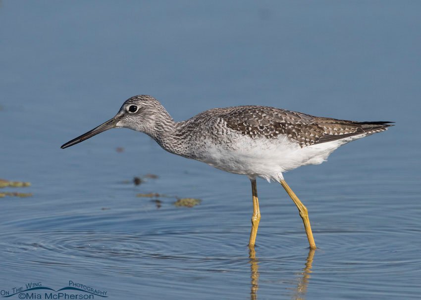 Greater Yellowlegs eating a small invertebrate at Farmington Bay WMA in northern Utah