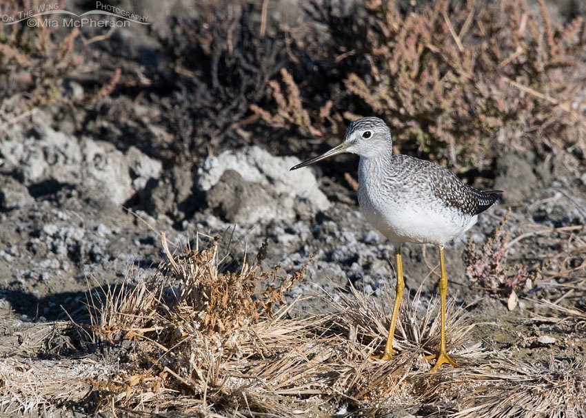 Greater Yellowlegs on the shore at Farmington Bay, Farmington Bay WMA, Davis County, Utah