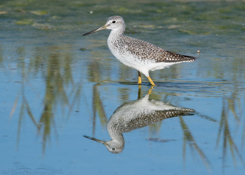 Greater Yellowlegs walking through shallow water at Farmington Bay, Farmington Bay WMA, Davis County, Utah