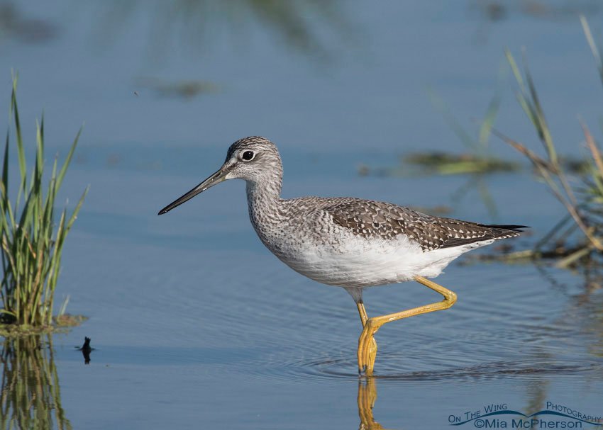 Greater Yellowlegs hurrying by at Farmington Bay WMA, Davis County, Utah