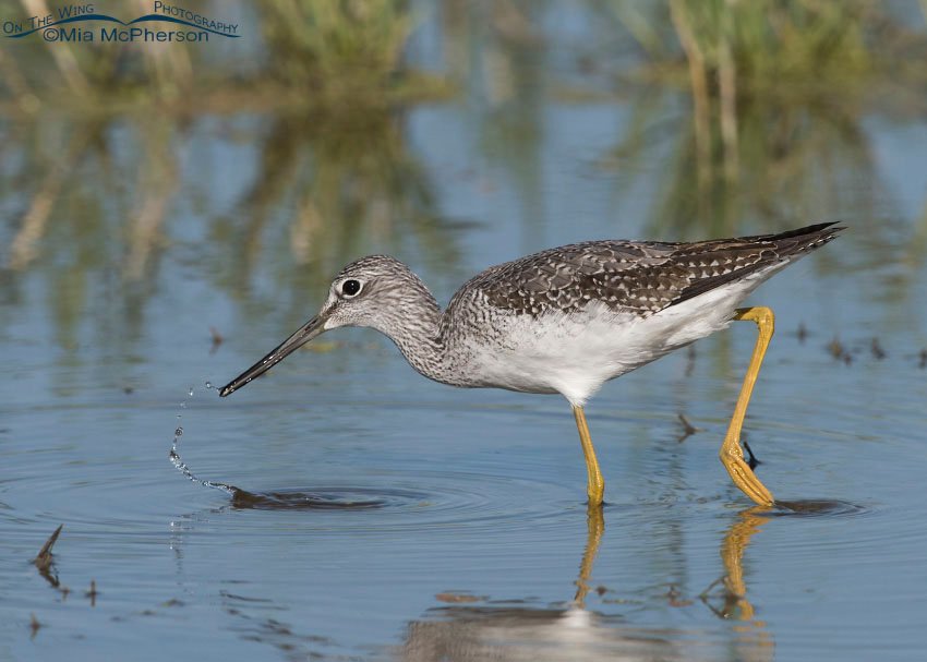 Greater Yellowlegs with prey at the tip of its bill, Farmington Bay WMA, Davis County, Utah