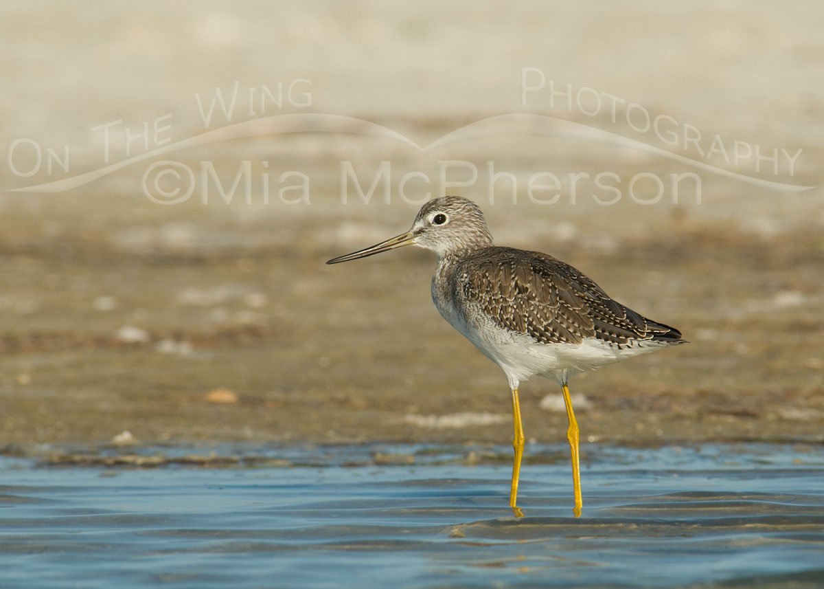 Greater Yellowlegs in a tidal lagoon - Large watermark