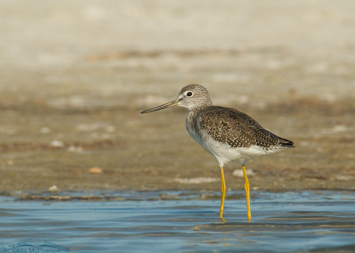 Greater Yellowlegs in a tidal lagoon - Small watermark