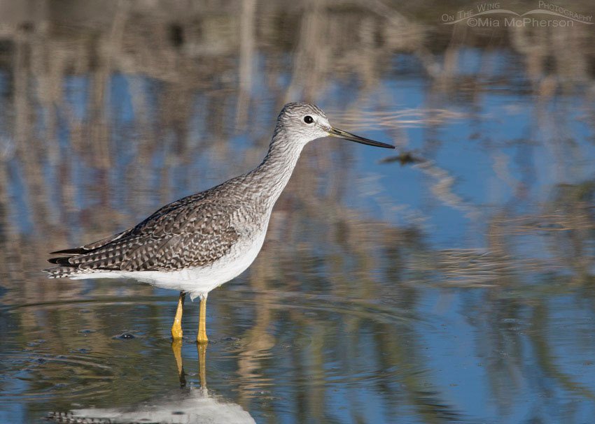 Autumn Greater Yellowlegs, Farmington Bay WMA, Davis County, Utah