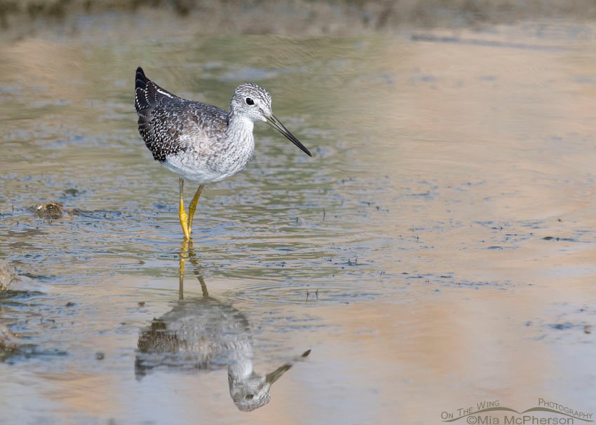 Greater Yellowlegs foraging in shallow water, Bear River Migratory Bird Refuge, Box Elder County, Utah