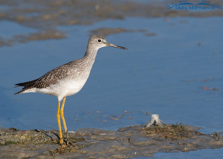 Greater Yellowlegs in the mud at Farmington Bay, Farmington Bay WMA, Davis County, Utah