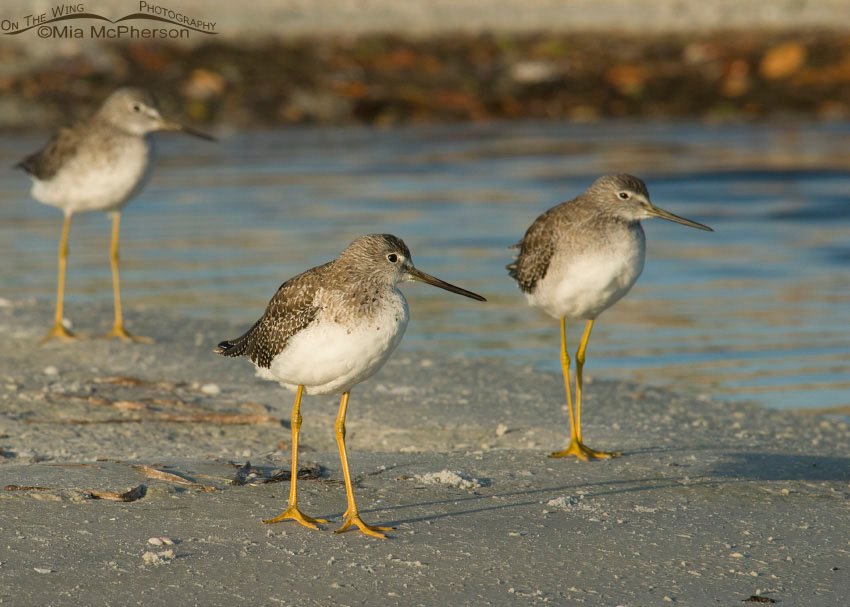 Trio of Greater Yellowlegs next to a lagoon at Fort De Soto County Park in Pinellas County, Florida