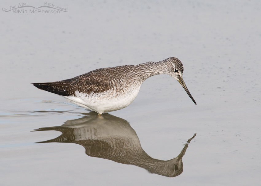 Greater Yellowlegs and distorted reflection at Farmington Bay WMA, Davis County, Utah