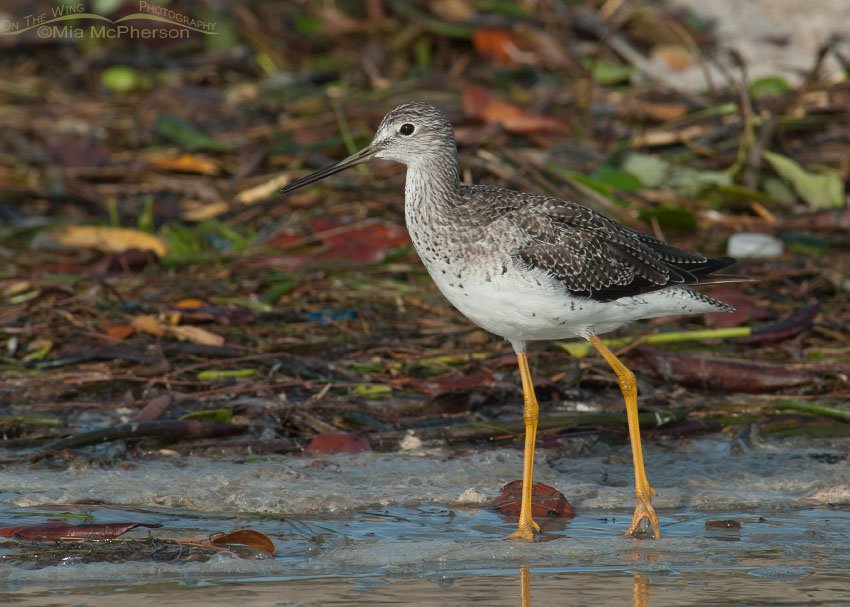 Greater Yellowlegs at the wrack line of a lagoon at Fort De Soto County Park, Pinellas County, Florida