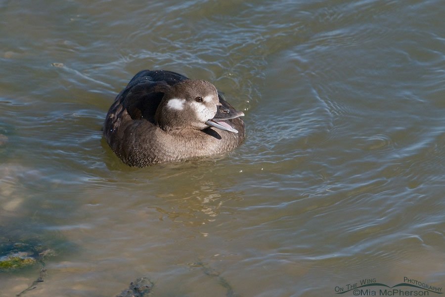 Yawning female Harlequin Duck at the Great Salt Lake, Antelope Island State Park, Davis County, Utah