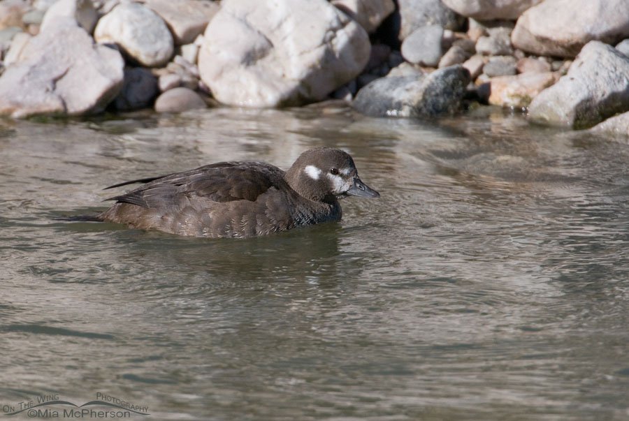 Harlequin Duck hen near a rocky shore of the Great Salt Lake, Antelope Island State Park, Davis County, Utah