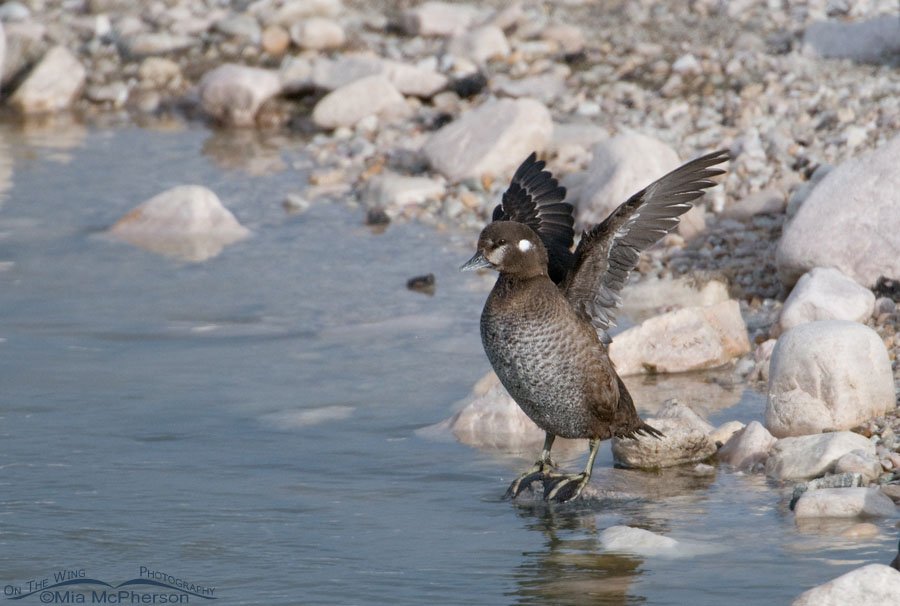 Female Harlequin Duck flapping her wings from the edge of the Great Salt Lake, Antelope Island State Park, Davis County, Utah