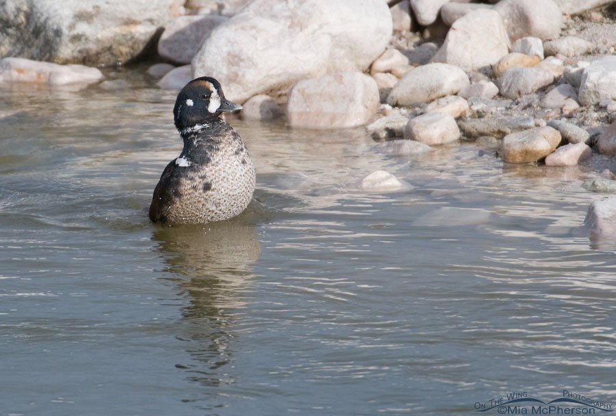 Harlequin Duck drake about to flap his wings, Antelope Island State Park, Davis County, Utah