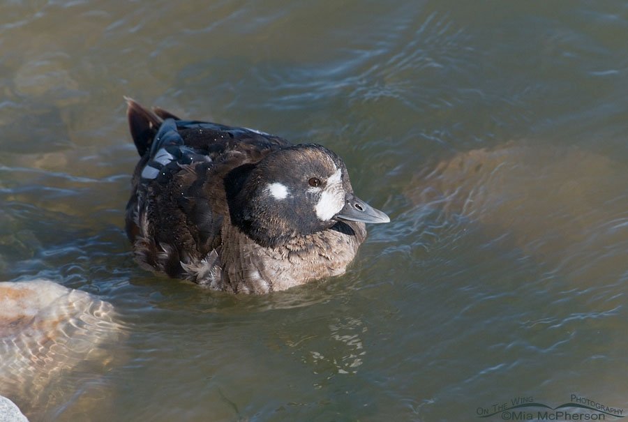 Harlequin Duck male going into breeding plumage, Antelope Island State Park, Utah