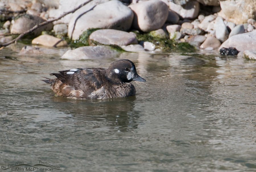 Harlequin Duck male nearly in his first breeding plumage, Antelope Island State Park, Davis County, Utah