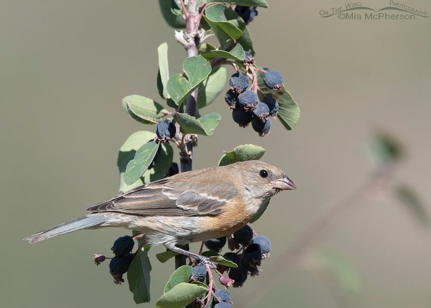 Adult female Lazuli Bunting in a Serviceberry, Wasatch Mountains, Morgan County, Utah