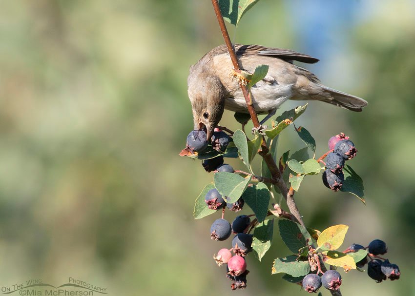 Female Lazuli Bunting eating a Serviceberry berry, Wasatch Mountains, Morgan County, Utah