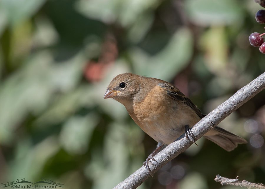Immature Lazuli Bunting checking me out, Wasatch Mountains, Morgan County, Utah