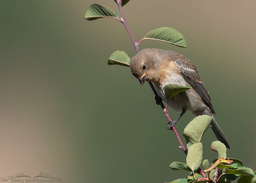Immature Lazuli Bunting perched in a serviceberry bush, Wasatch Mountains, Morgan County, Utah