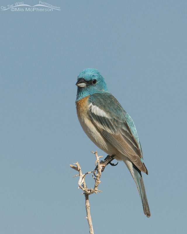 Lazuli Bunting with sky in the background, San Rafael Swell, Emery County, Utah